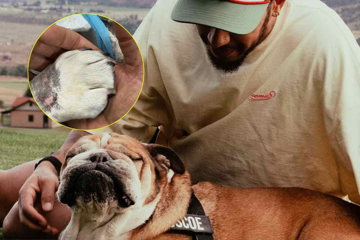 Lewis Hamilton coccola il cane Roscoe